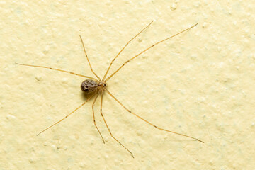 Image of daddy long legs spiders on the floor. Insect. Animal.