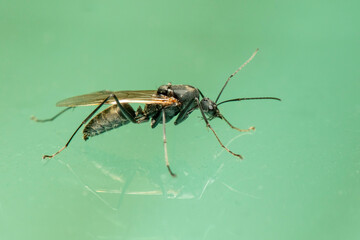 Image of ichneumon wasp(Hymenoptera) on the floor. Insect. Animal.