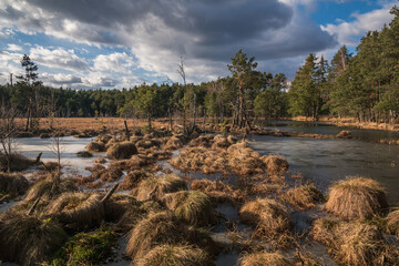 Swamp in the Czarci Dol reserve near Celestynow, Masovian Landscape Park, Poland