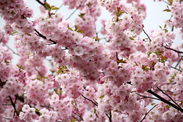pink cherry blossom sakura flower blooming close-up of   in Riga, Latvia. Pink flowers of sakura