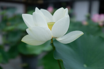 White single lotus flower and leaves