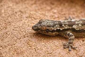 brown gecko in sand environment , Selective focus,  shallow depth of field