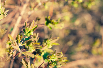 A fragment of a fruit honeysuckle bush with flower buds, leaves, and branches in a spring garden. Close-up, selective focus.