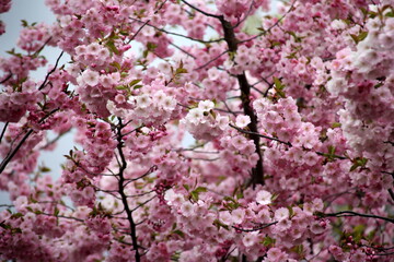 pink cherry blossom sakura flower blooming close-up of   in Riga, Latvia. Pink flowers of sakura