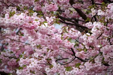 pink cherry blossom sakura flower blooming close-up of   in Riga, Latvia. Pink flowers of sakura