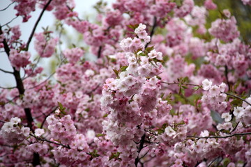 Fototapeta premium pink cherry blossom sakura flower blooming close-up of in Riga, Latvia. Pink flowers of sakura