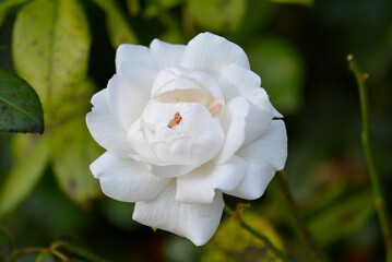 White rose flower in the background of leaves