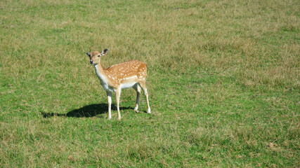 Deer with white dots walking in the grass in the early summer meadow 