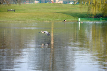 Grey Heron or Ardea Cinerea in flight over a lake