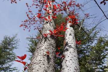 Tree with White Stems and Red Leaves in the Park Stretching to the Sky 