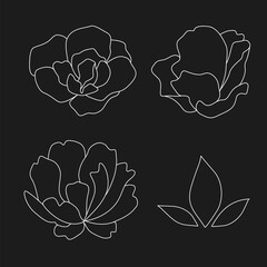 Set of doodle peony flowers and leaves.