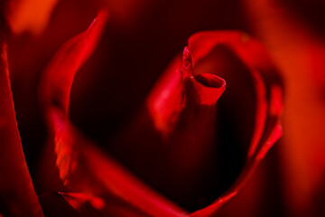 Makroaufnahme Rosenblüte