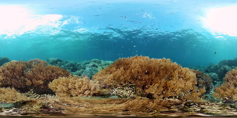 Tropical coral reef seascape with fishes, hard and soft corals. Underwater video. Philippines. 360 panorama VR