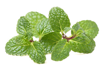 Mint leaf on white background © zcy