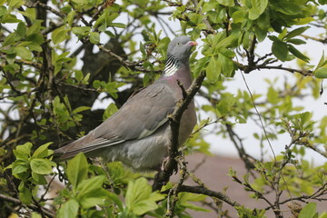 a wood pigeon sits at a branch in a tree with green leaves in the flower garden at a stormy day in springtime