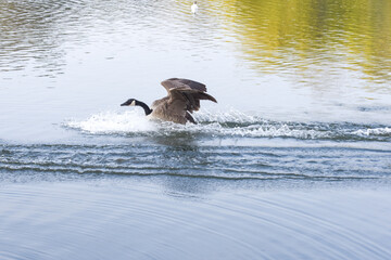 A Goose lands from flying into a lake of calm water
