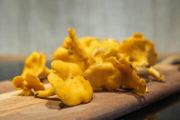 Delicious freshly picked yellow chanterelles on a rustic wooden cutting board in the kitchen.