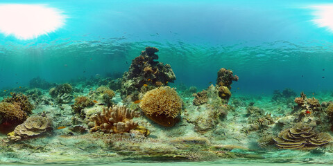 Naklejka na ściany i meble Colorful tropical coral reef. Hard and soft corals, underwater landscape. Travel vacation concept. Philippines. 360 panorama VR