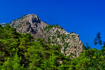 pine trees on the rocky cliffs on a sunny summer day