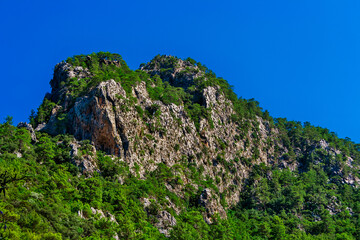 Fototapeta na wymiar pine trees on the rocky cliffs on a sunny summer day