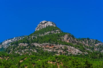 mountains and evergreen forest on a sunny summer day