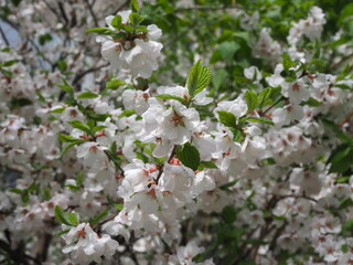 white cherry blossom branches in bloom, spring time