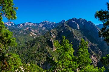 mountains and evergreen forest on a sunny summer day