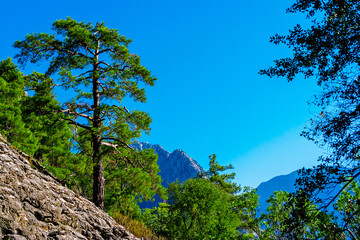 Obraz na płótnie Canvas mountains and evergreen forest on a sunny summer day