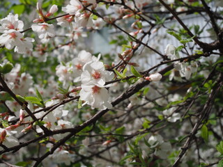 white cherry blossom branches in bloom, spring time
