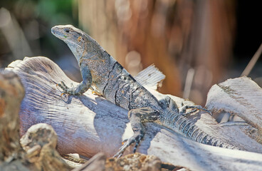 Green iguana
