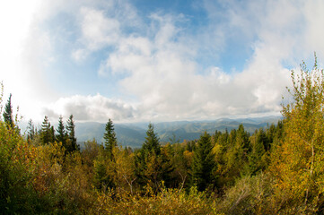 colorful orange autumn in mountains with green spruce