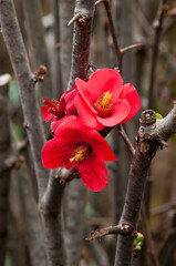 Sydney Australia, red blossoms of chaenomeles speciosa or flowering quince