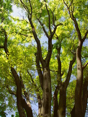 新緑の公園の欅の大木