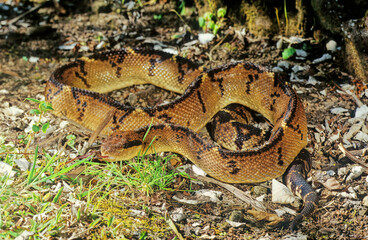 Lachesis muta