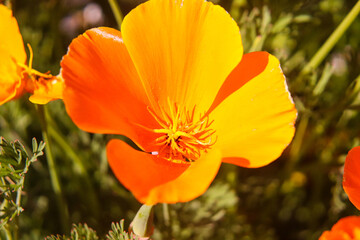 チューリップ オレンジ 赤い 綺麗 カラフル 落ち着いた 花畑 穏やか 美しい 春の花 Wall Mural Rin