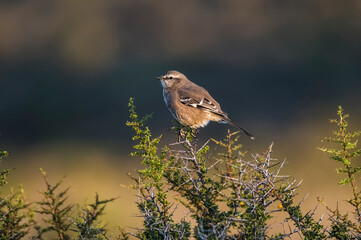 Patagonian Mockingbird, Peninsula Valdes,Patagonia, Argentina