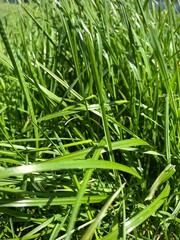 Succulent spring grass in the sun