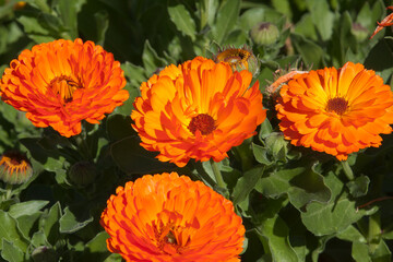 Sydney Australia, orange flowers of a calendula plant in the sunshine