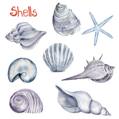 Set of watercolor elements of seashells of different shapes. Template for decorating designs and illustrations.
