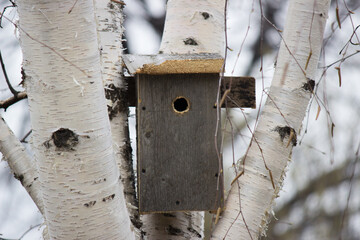 birdhouse on tree