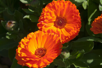 Sydney Australia, orange flowers of a calendula plant in the sunshine