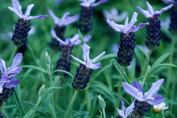 Sydney Australia, flowering Lavandula stoechas or spanish lavender in a winter garden