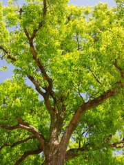 新緑の公園の楠木