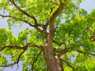 Obraz premium 新緑の公園の楠木