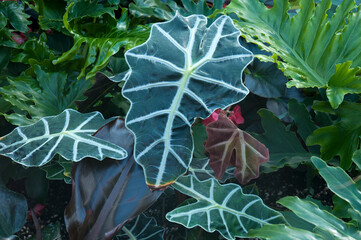 Sydney Australia, distinct leaves of a alocasia sanderiana or kris plant native to northern Mindanao in the Philippines