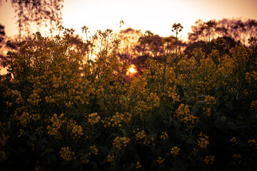 夕方の菜の花畑
