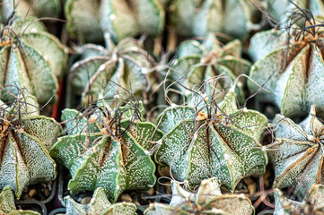 Exotic desert plants. Cactus. Background, banner