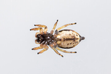 Image of bleeker's jumping spider (Euryattus bleekeri) on white background. View from the bottom. Insect. Animal
