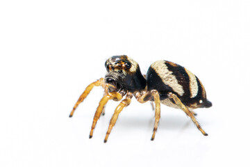 Image of bleeker's jumping spider (Euryattus bleekeri) on white background. Insect. Animal