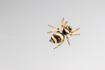 Image of bleeker's jumping spider (Euryattus bleekeri) on Milky white background. Insect. Animal
